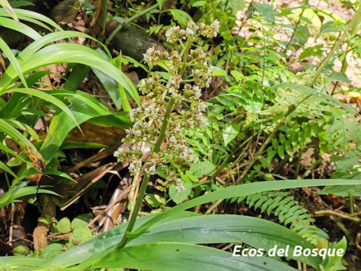 Xiphidium caeruleum (Cola de gallo, Espadaña)