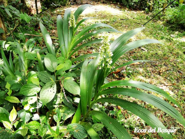 Xiphidium caeruleum (Cola de gallo, Espadaña)