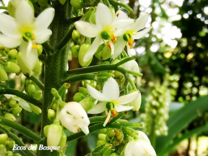 Xiphidium caeruleum (Cola de gallo, Espadaña)