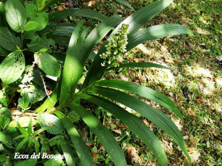 Xiphidium caeruleum (Cola de gallo, Espadaña)