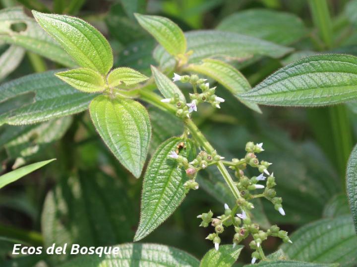 Aciotis rubricaulis