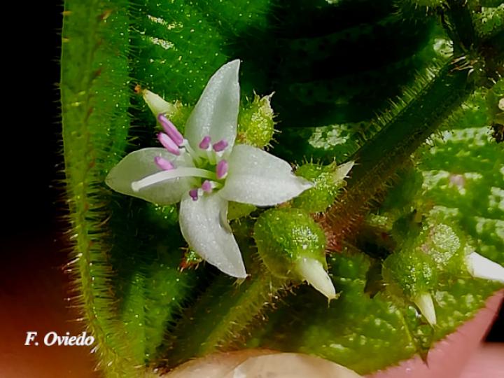 Aciotis rubricaulis