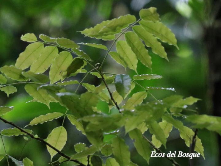 Andira inermis (Almendro de río, Arenillo)