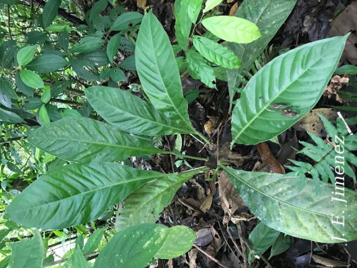 Anthurium bradeanum