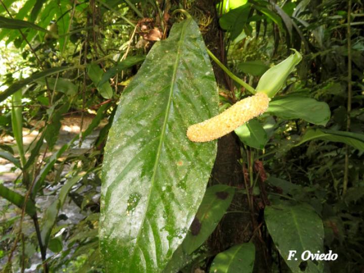 Anthurium bradeanum