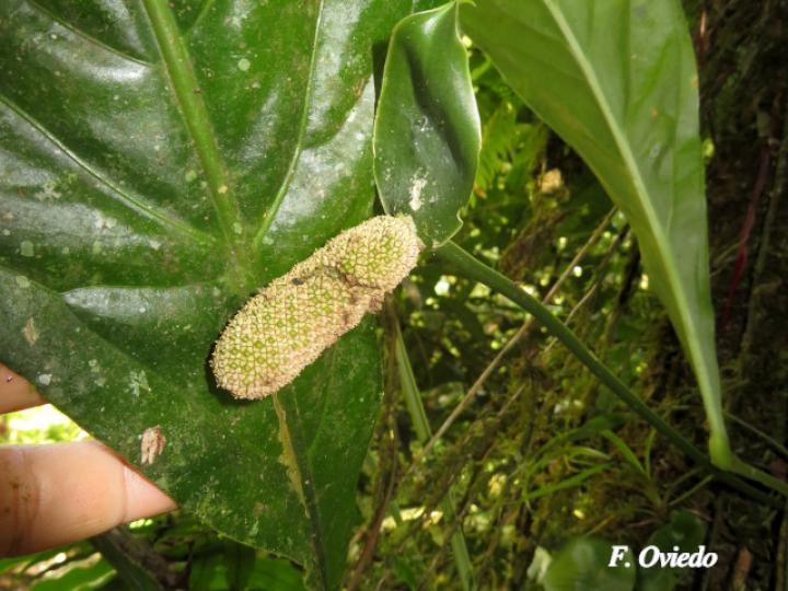 Anthurium bradeanum