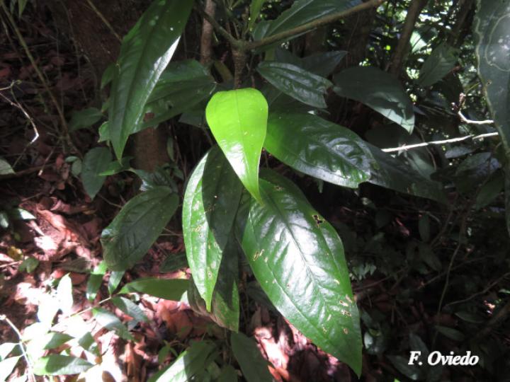 Anthurium flexile