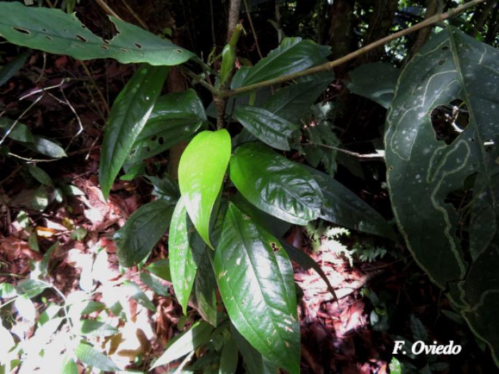 Anthurium flexile
