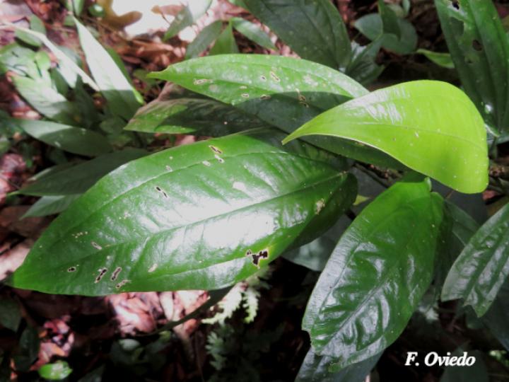 Anthurium flexile