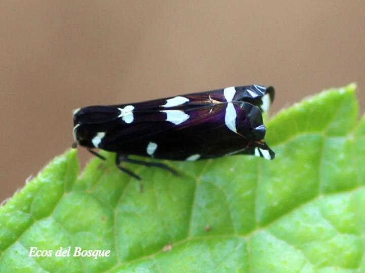 Apateson albomaculatum