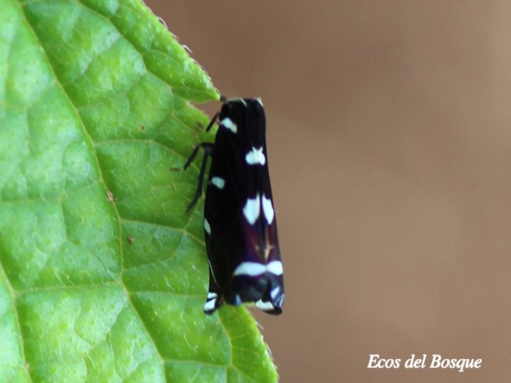 Apateson albomaculatum