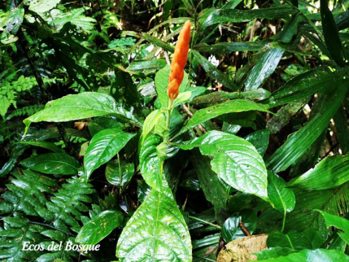 Aphelandra storki