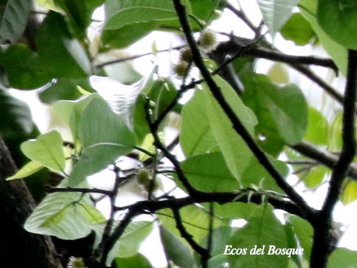 Brosimum alicastrum (Ojoche)