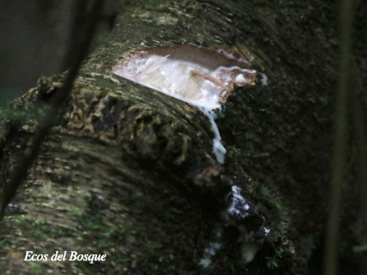 Brosimum alicastrum (Ojoche)