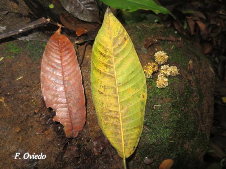 Brosimum alicastrum (Ojoche)