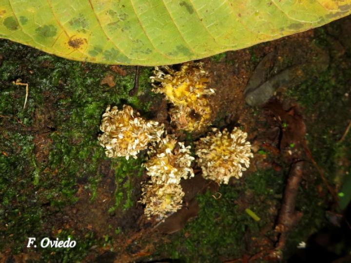 Brosimum alicastrum (Ojoche)