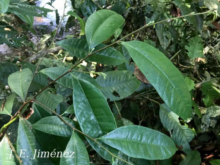 Brosimum guianense (Azulillo, Granadillo)