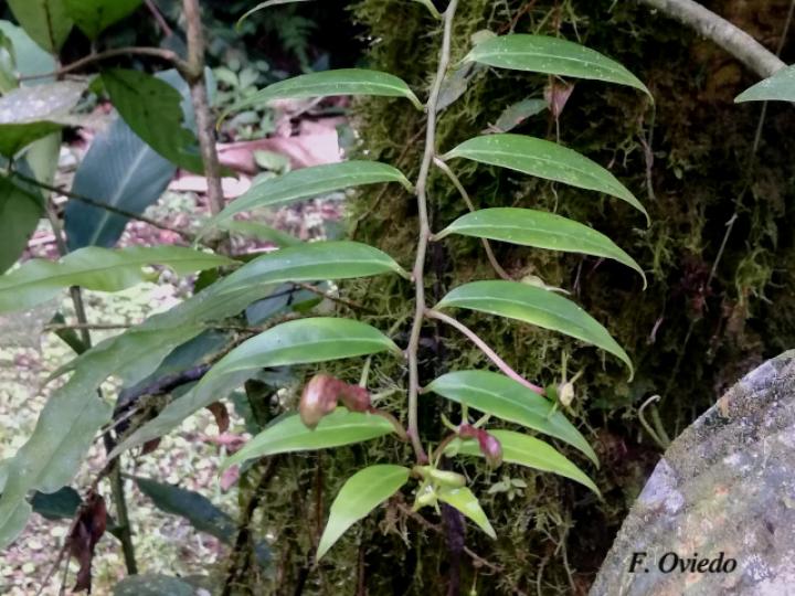 Burmeistera microphylla