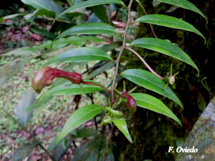 Burmeistera microphylla