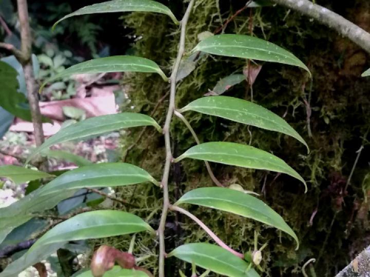 Burmeistera microphylla