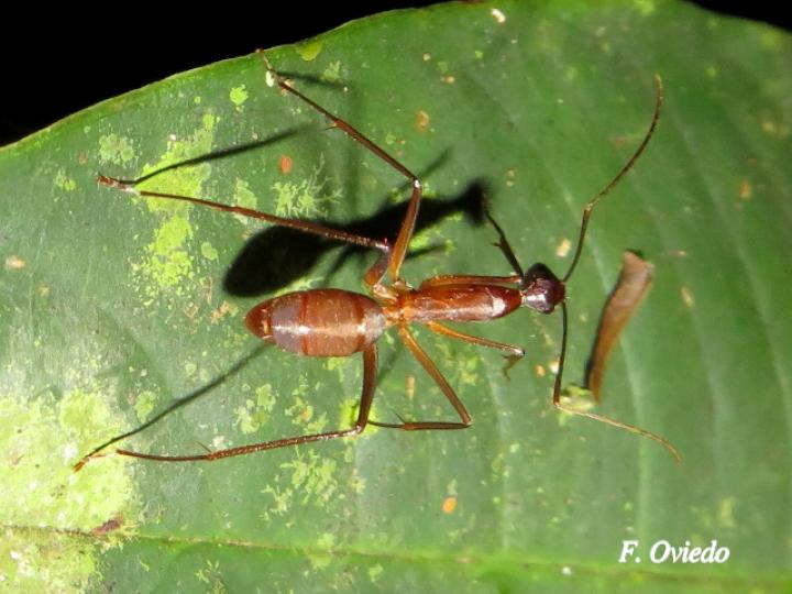 Camponotus ager