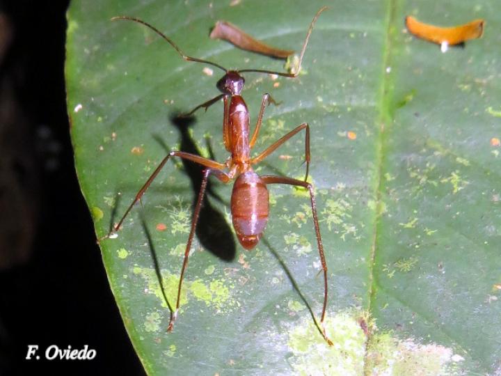 Camponotus ager
