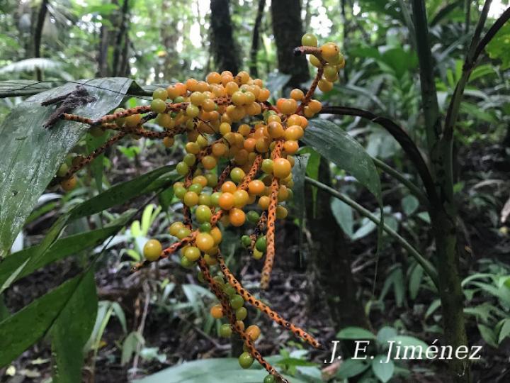 Chamaedorea pinnatifrons