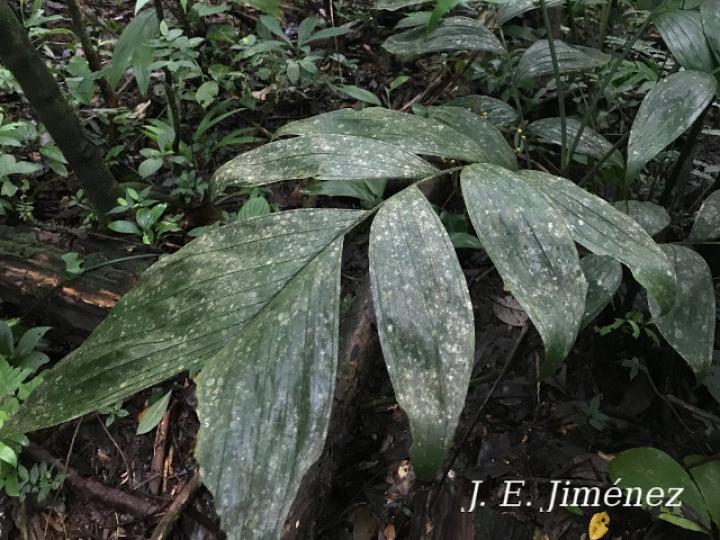 Chamaedorea pinnatifrons