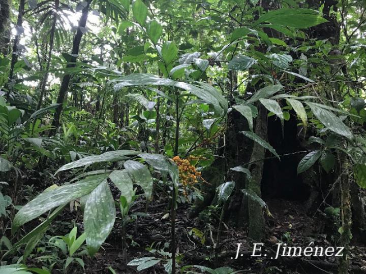 Chamaedorea pinnatifrons