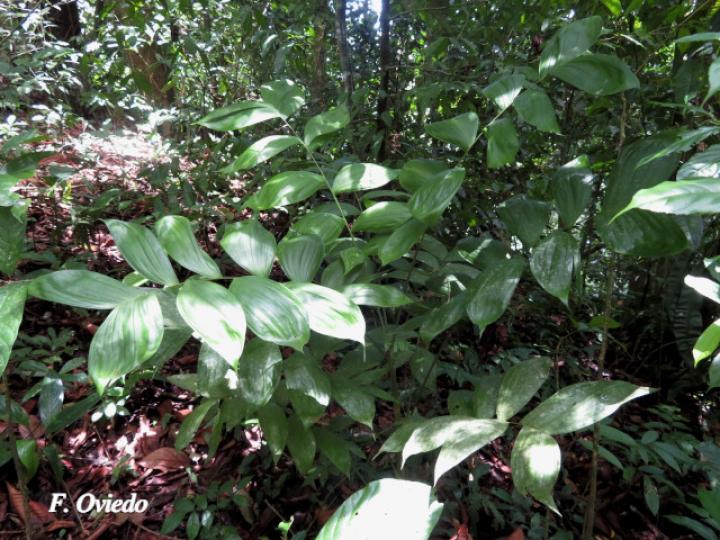 Chamaedorea pinnatifrons