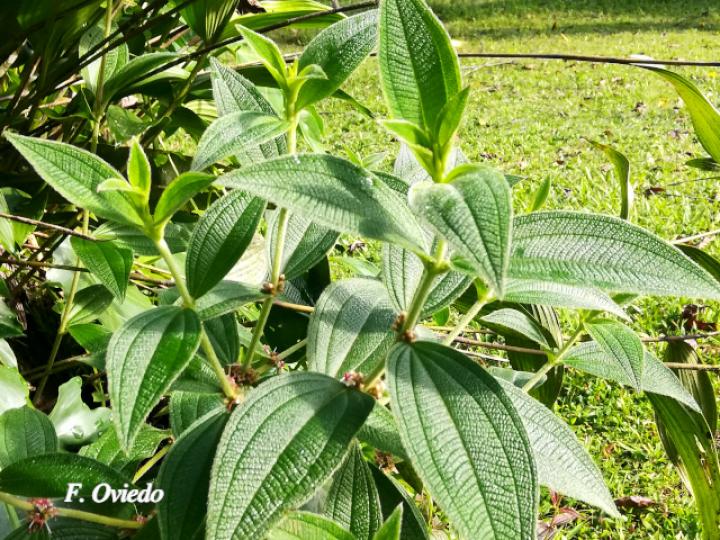 Clidemia sericea
