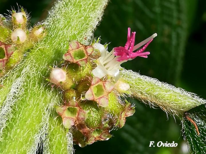 Clidemia sericea