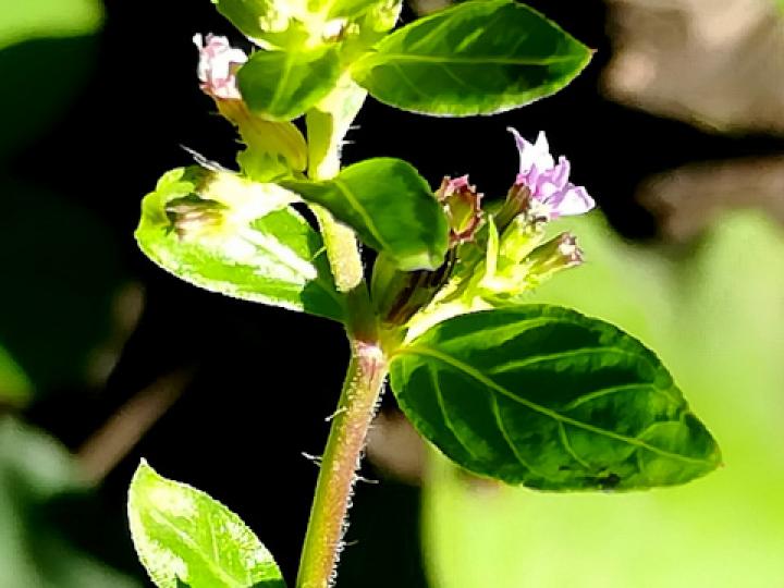 Cuphea carthagenensis