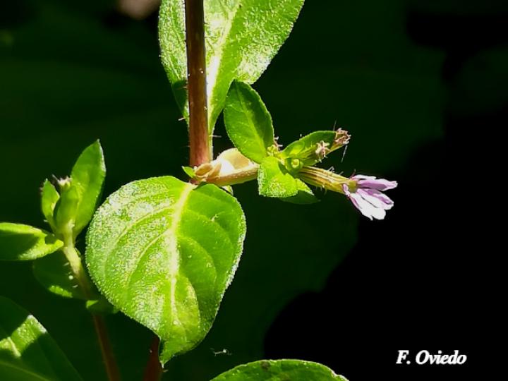 Cuphea carthagenensis