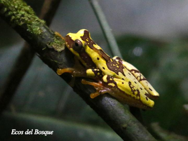 Dendropsophus ebraccatus (Rana arbórea amarillenta)