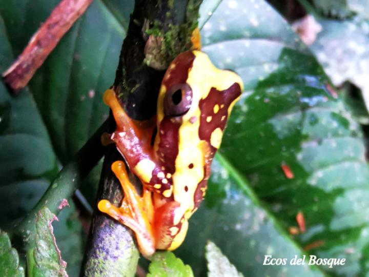 Dendropsophus ebraccatus (Rana arbórea amarillenta)