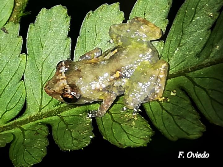 Diasporus diastema (Rana de campanilla común)