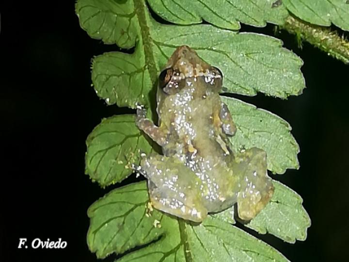 Diasporus diastema (Rana de campanilla común)