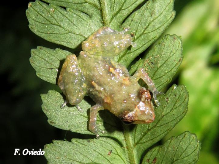 Diasporus diastema (Rana de campanilla común)
