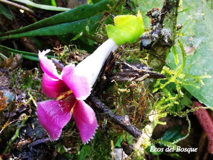 Drymonia glandulosa