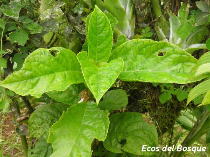 Drymonia macrophylla