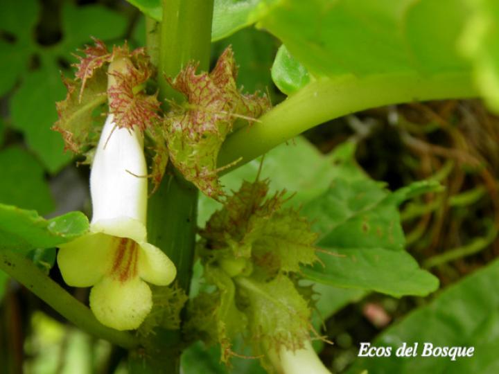 Drymonia macrophylla