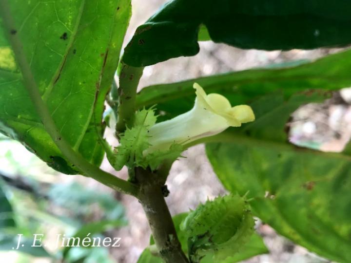 Drymonia macrophylla
