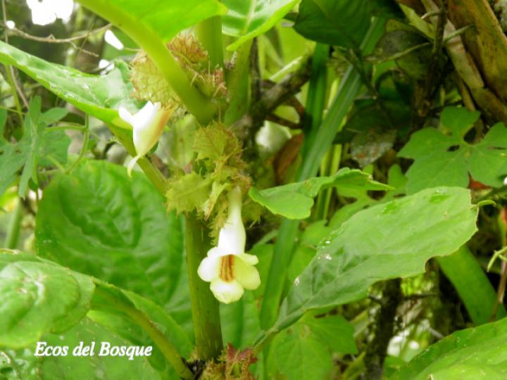 Drymonia macrophylla