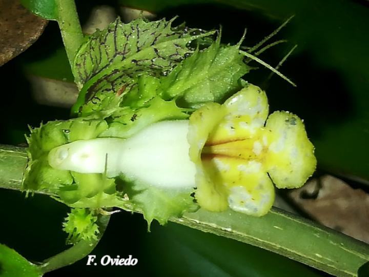Drymonia macrophylla