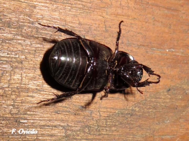 Dyscinetus dubius (Escarabajo de espalda dura)