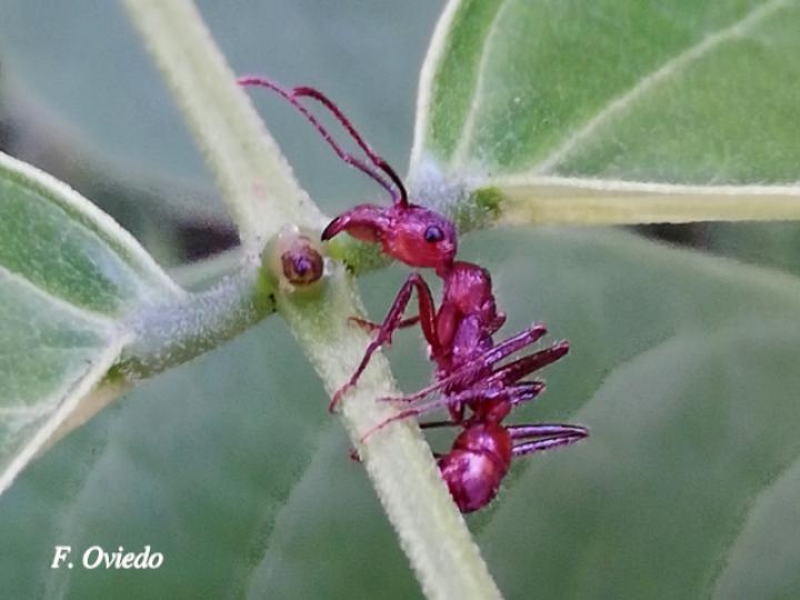 Ectatomma tuberculatum