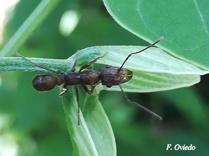 Ectatomma tuberculatum