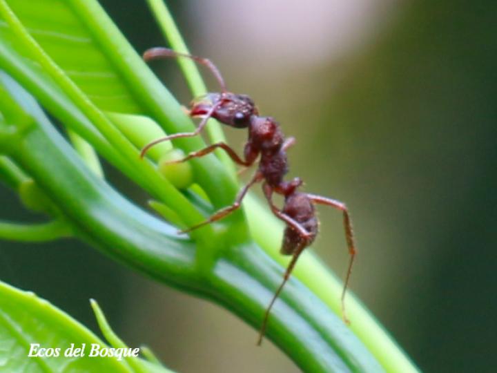 Ectatomma tuberculatum