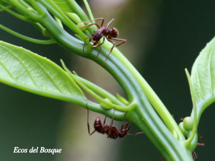 Ectatomma tuberculatum